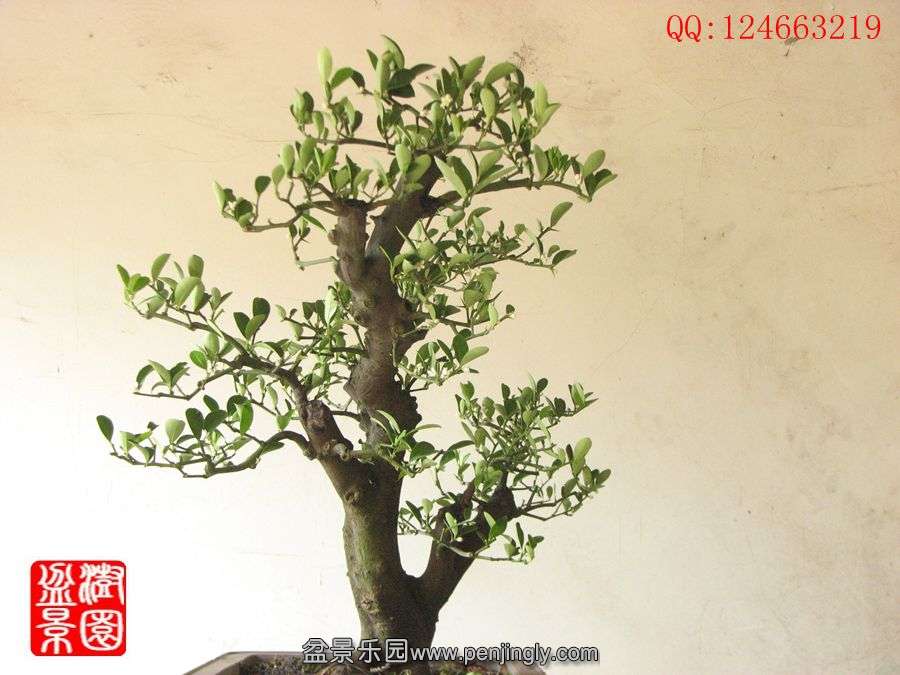 IMG_1024__.jpg