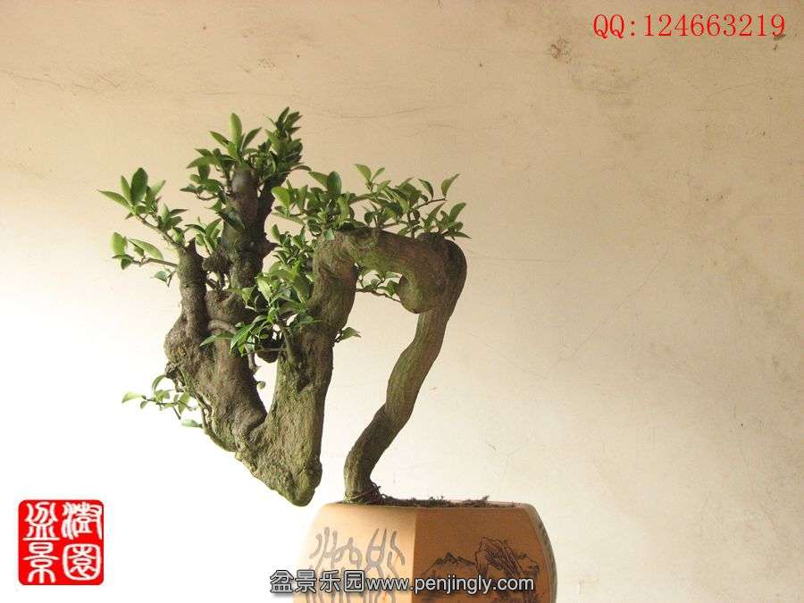 IMG_1043__.jpg
