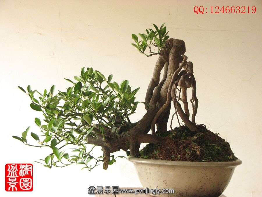 IMG_1063__.jpg