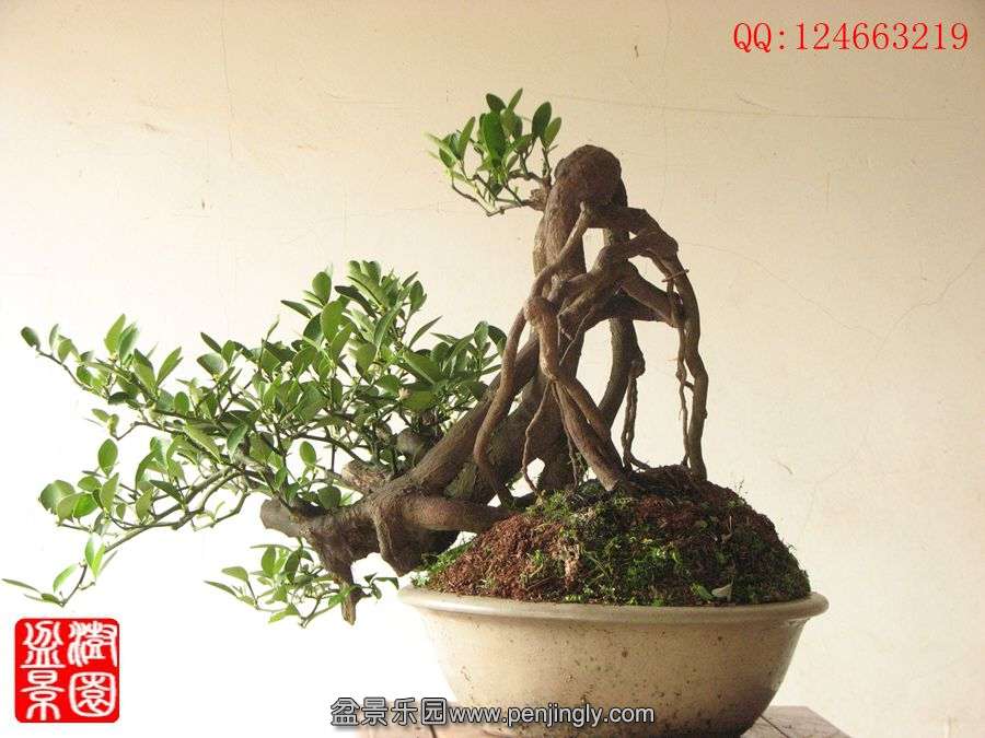 IMG_1064__.jpg