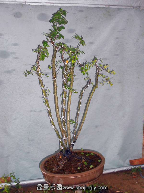 DSCN2194_.jpg