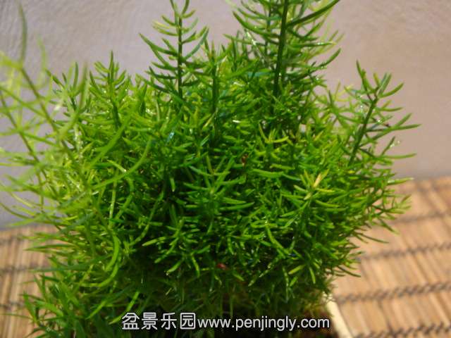DSC01336.JPG