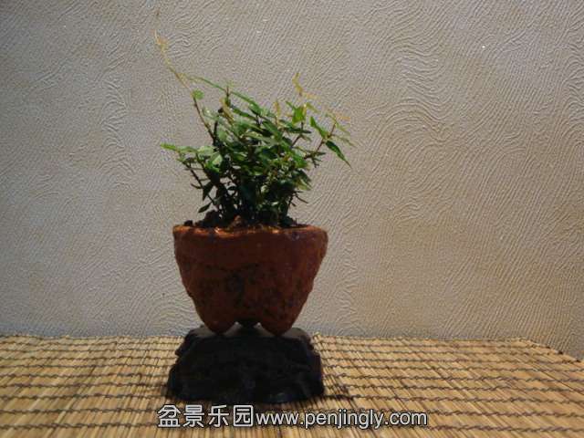 DSC01339.JPG