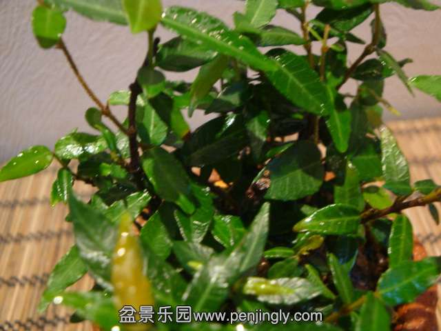 DSC01340.JPG