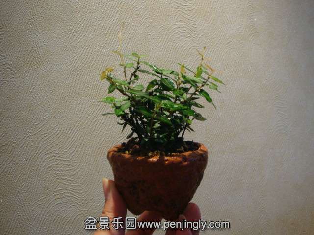 DSC01342.JPG