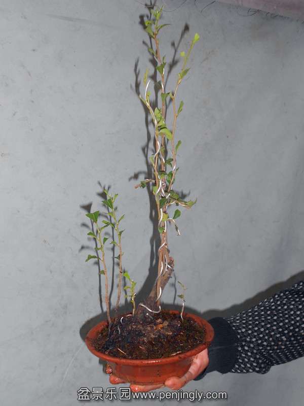 DSCN2162_.jpg