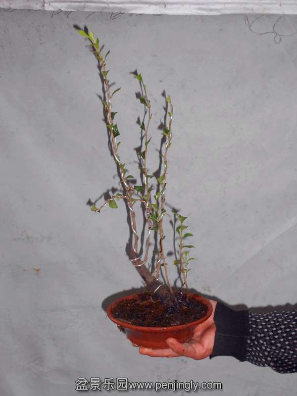 DSCN2159_.jpg