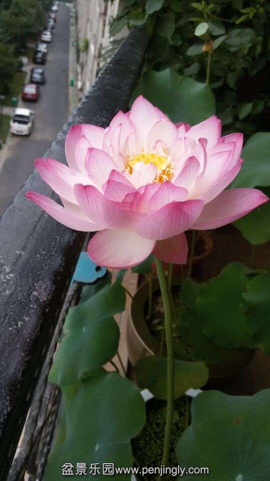 QQͼƬ20150703113731.jpg
