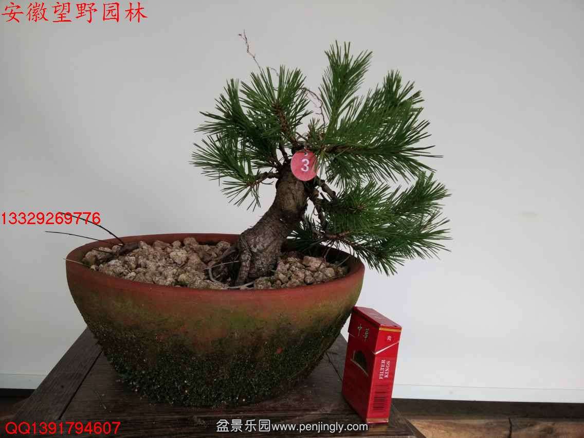 C17439FAEE3389BE245896E2D6D00AE4.jpg