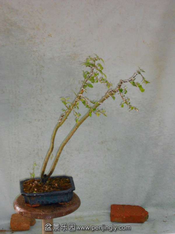 DSCN2209_.jpg