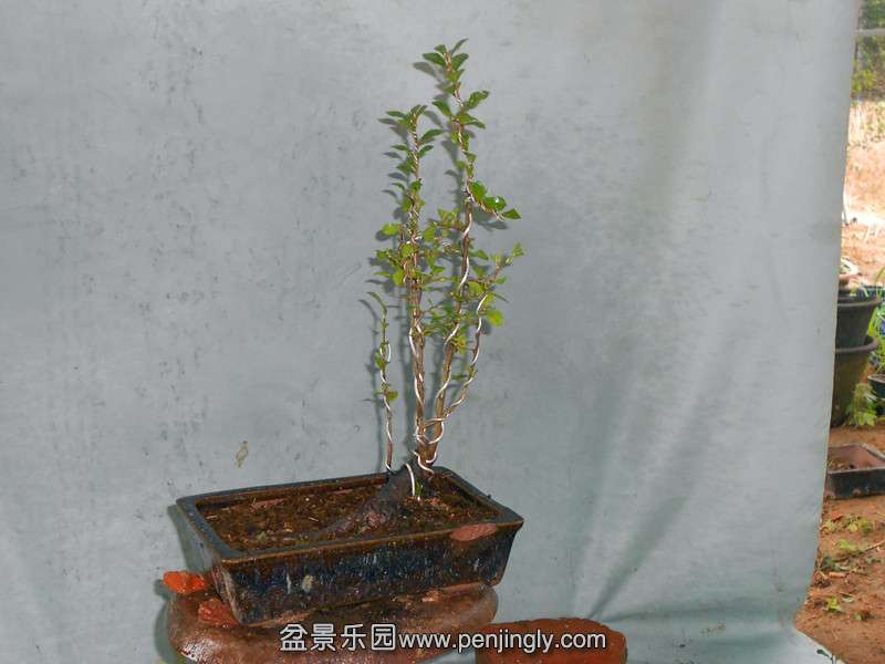 DSCN2220_.jpg