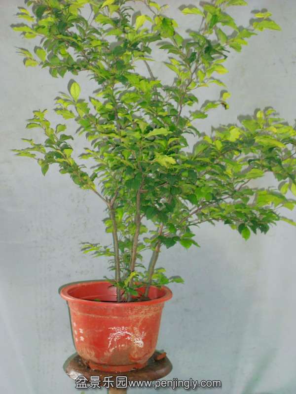 DSCN2227_.jpg