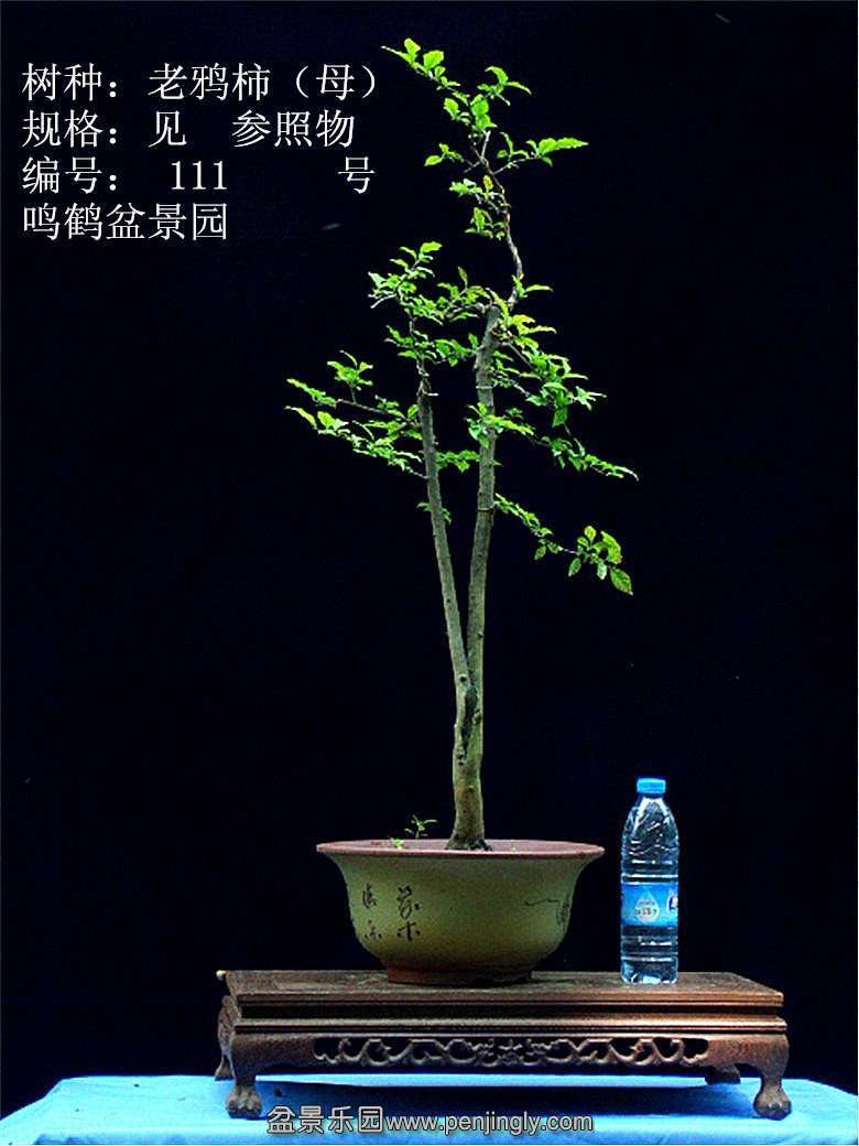 GEDC1209.JPG