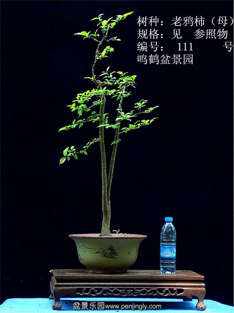 GEDC1211.JPG