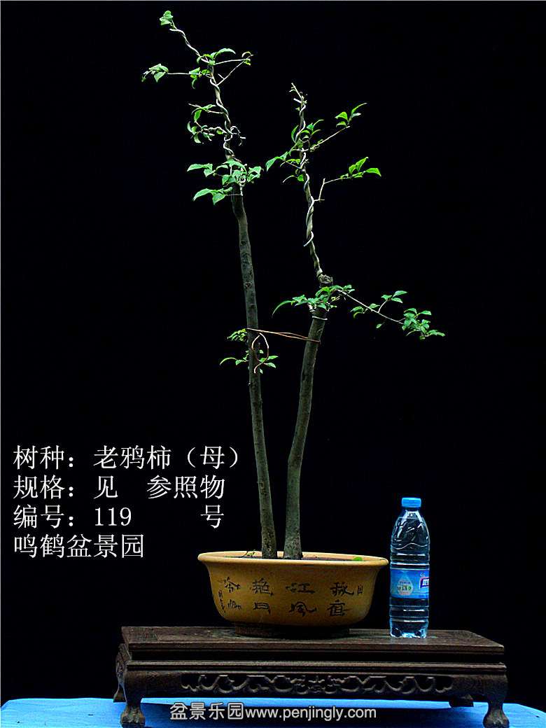 GEDC1229.JPG