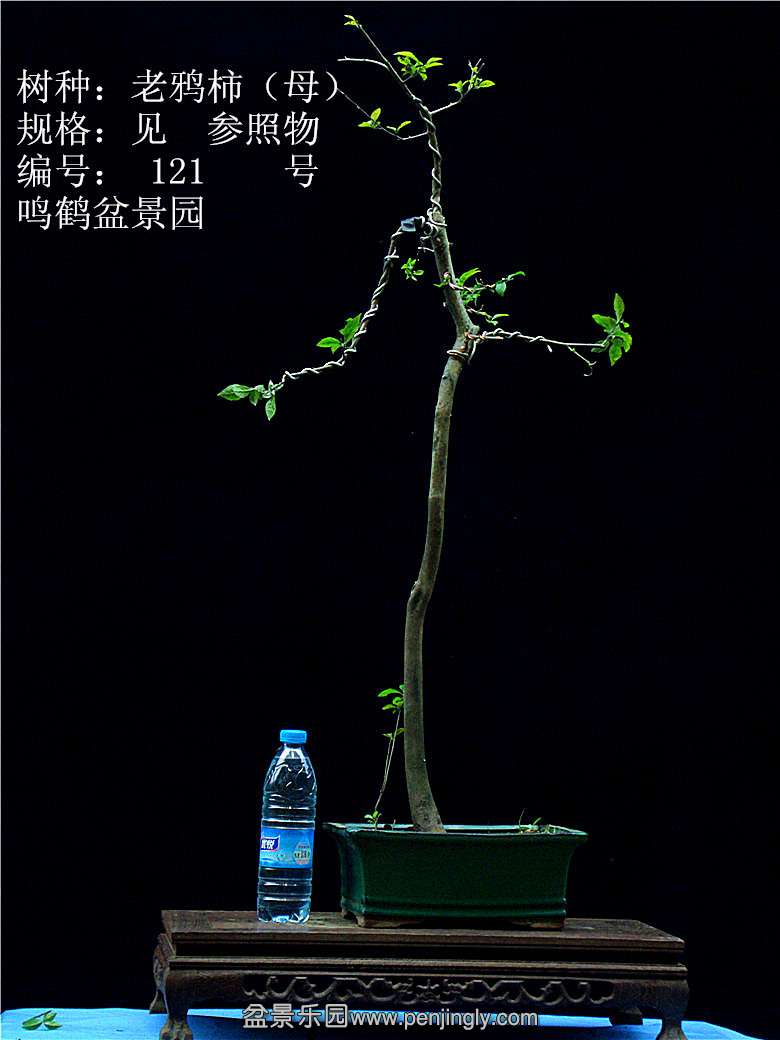 GEDC1236.JPG