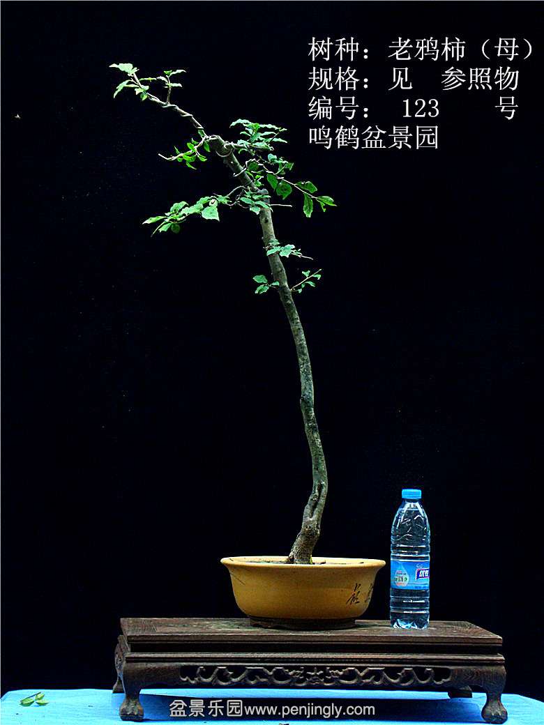 GEDC1243.JPG