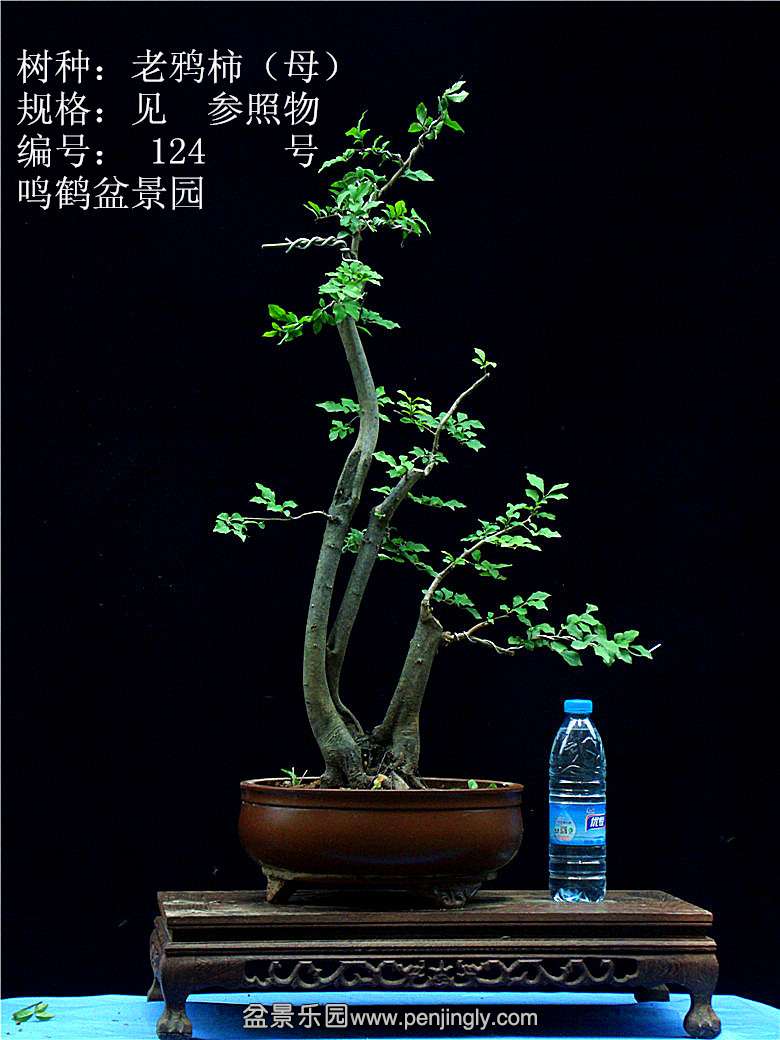 GEDC1244.JPG