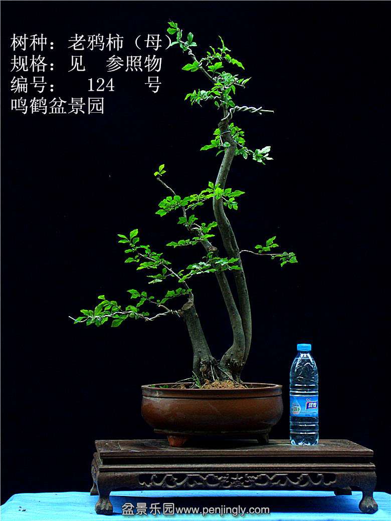 GEDC1245.JPG