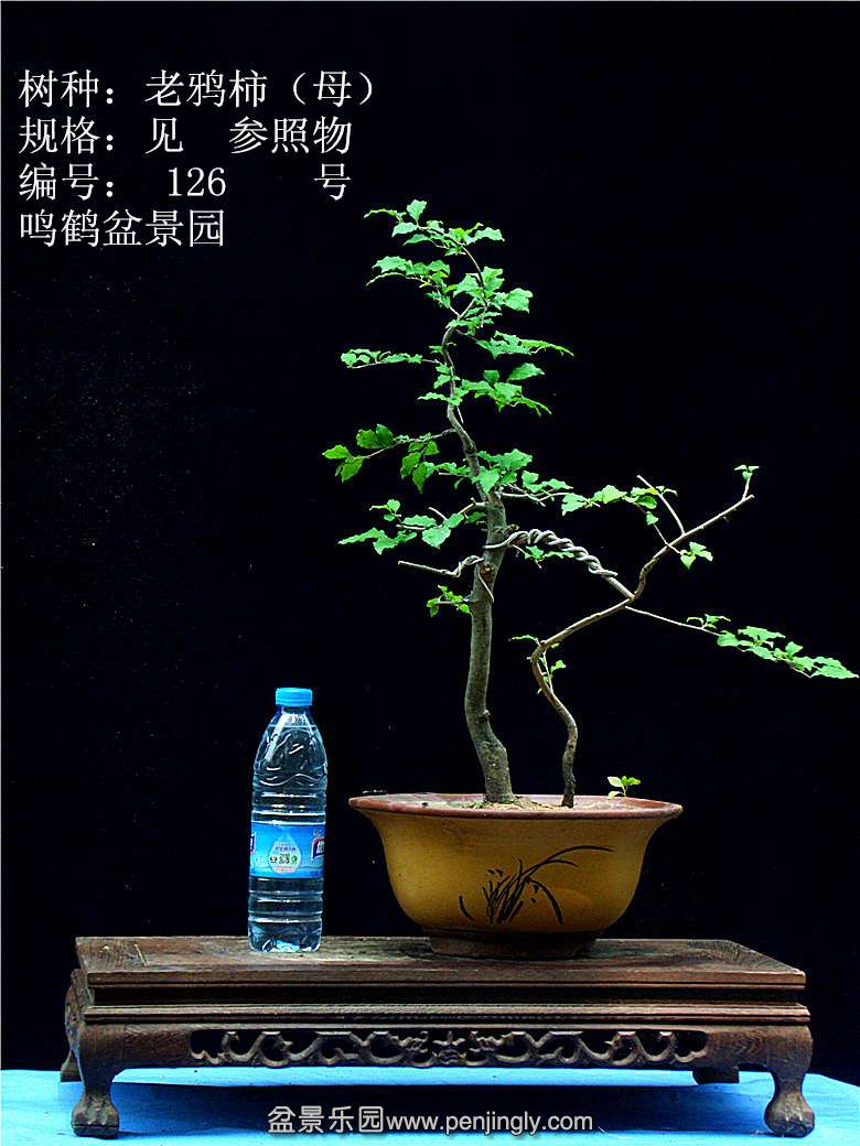 GEDC1249.JPG