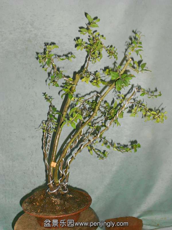 DSCN2241_.jpg