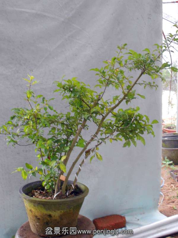 DSCN2234_.jpg