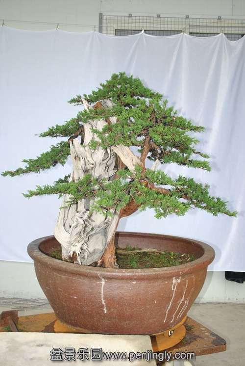 DSC_0104.JPG11.JPG