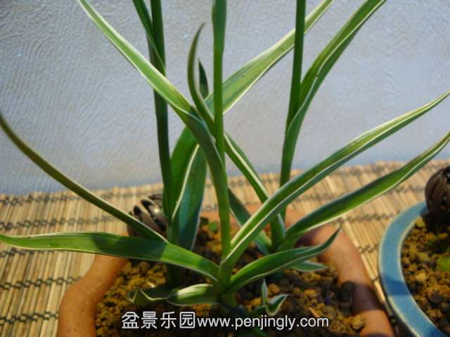 DSC01375.JPG