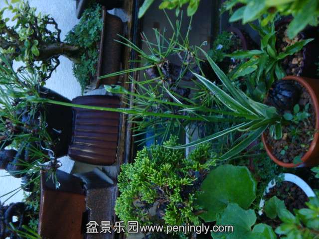 DSC01383.JPG