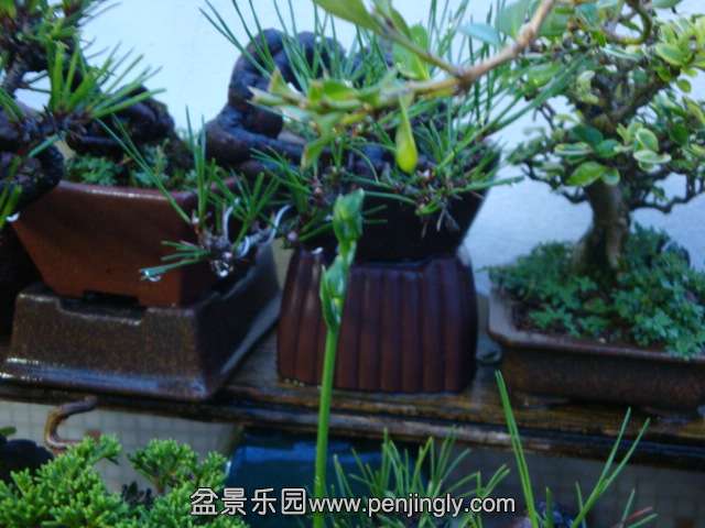 DSC01385.JPG