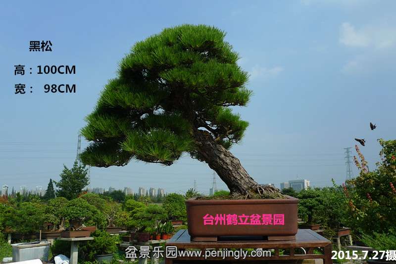 P1100630_.jpg