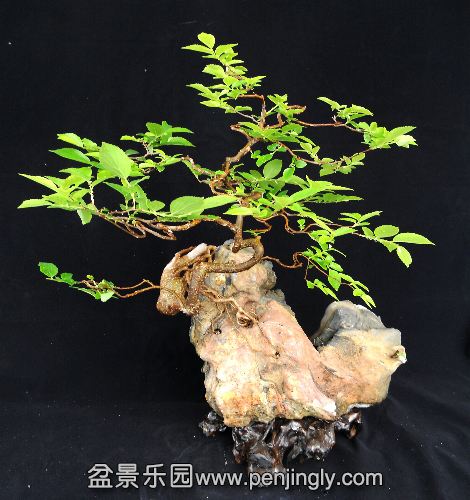 DSCN3188-1.jpg