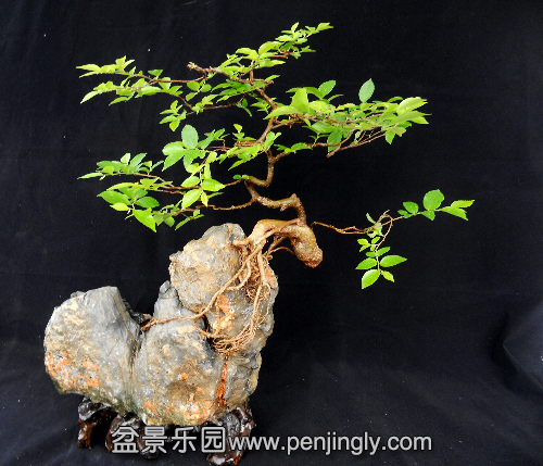 DSCN3180-1.jpg