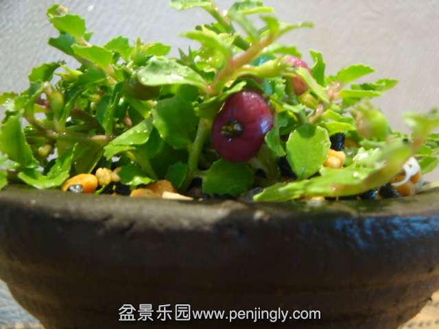 DSC01352.JPG
