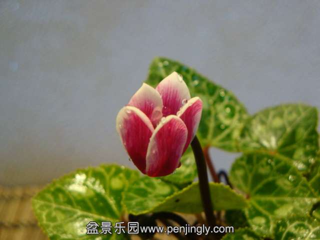 DSC01424.JPG