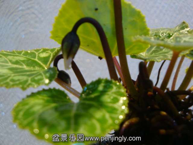 DSC01426.JPG