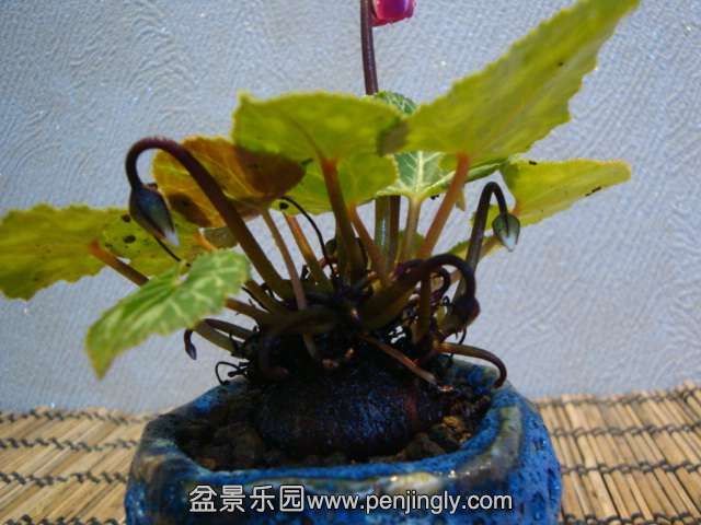 DSC01427.JPG
