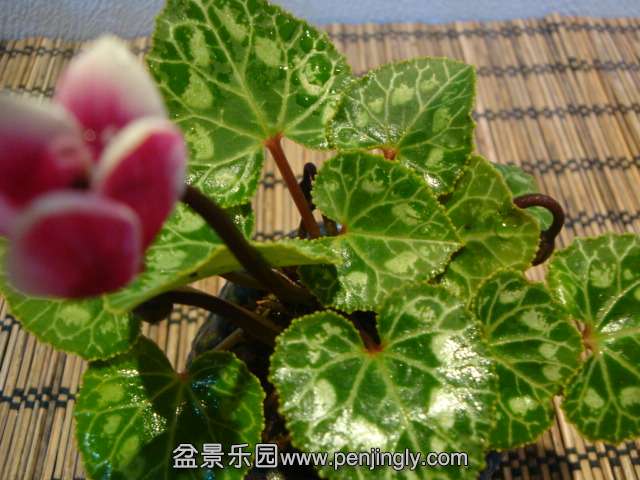 DSC01429.JPG