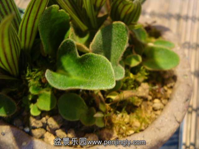 DSC01398.JPG
