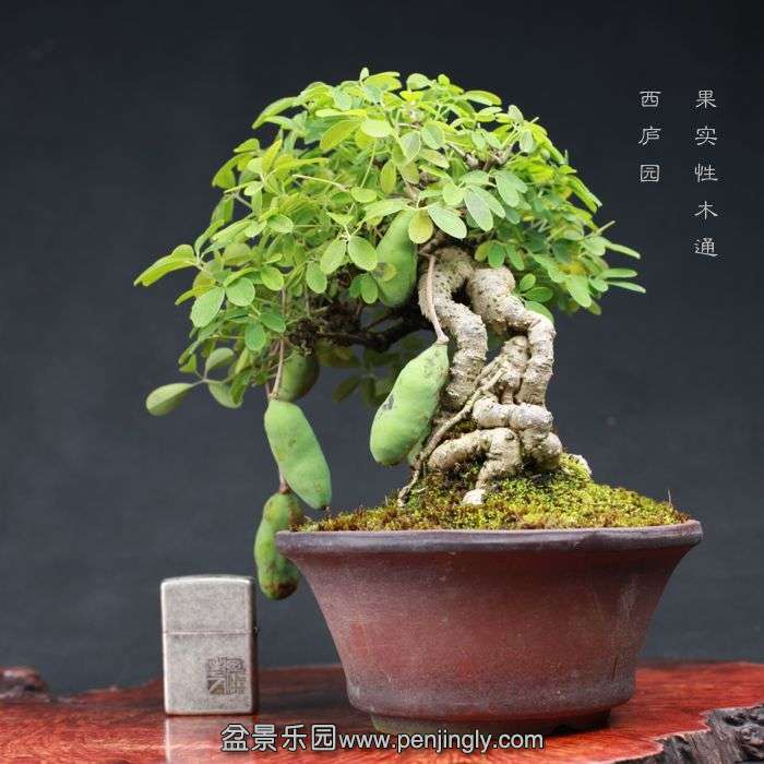 bonsai15080302.jpg