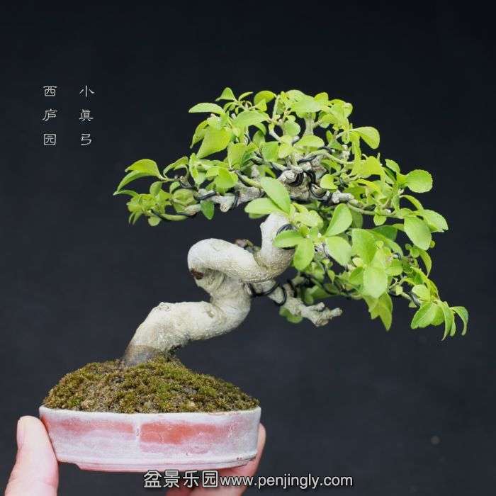bonsai15080311.jpg