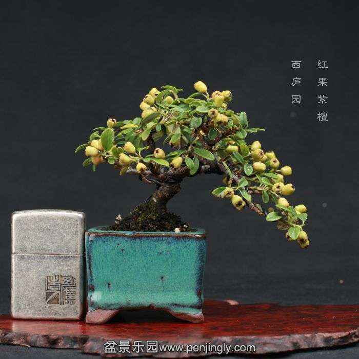 bonsai15080315.jpg