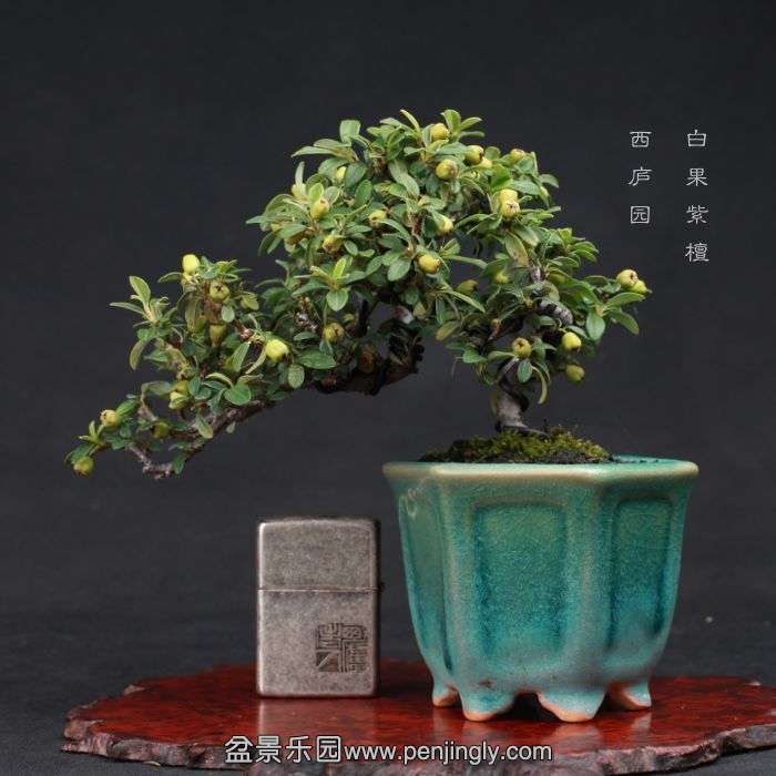 bonsai15080314.jpg