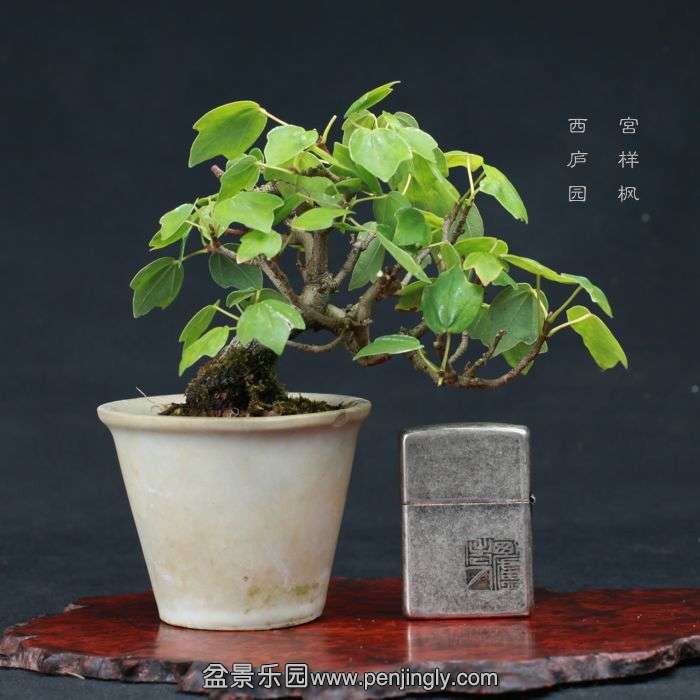 bonsai15080317.jpg