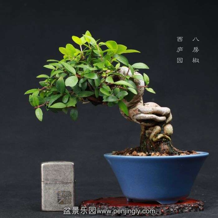 bonsai15080321.jpg