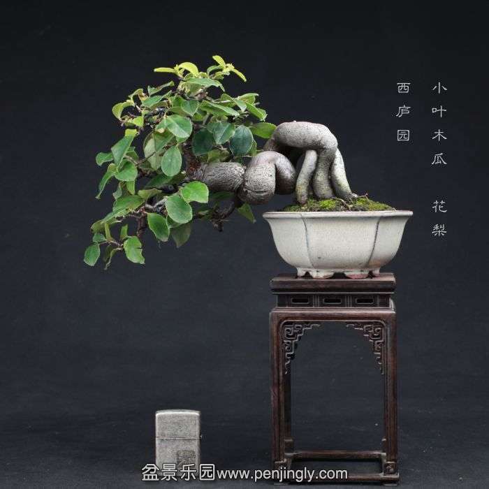 bonsai15080319.jpg