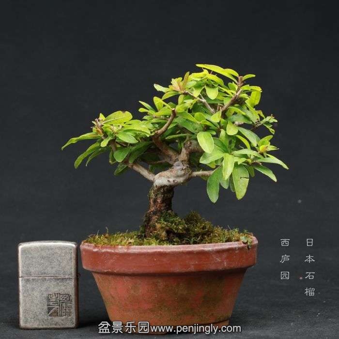 bonsai15080323.jpg
