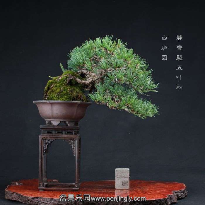 bonsai15080328.jpg