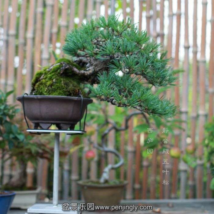 bonsai15080331.jpg