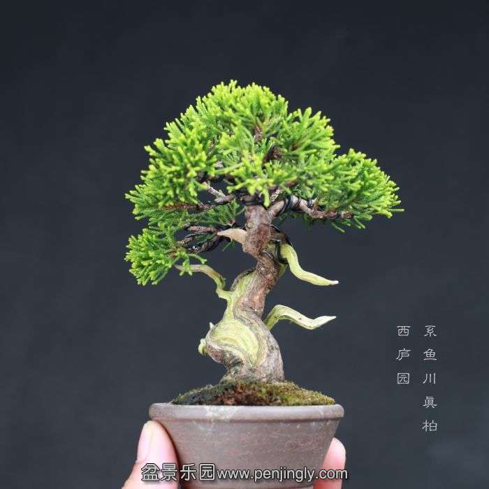 bonsai15080506.jpg